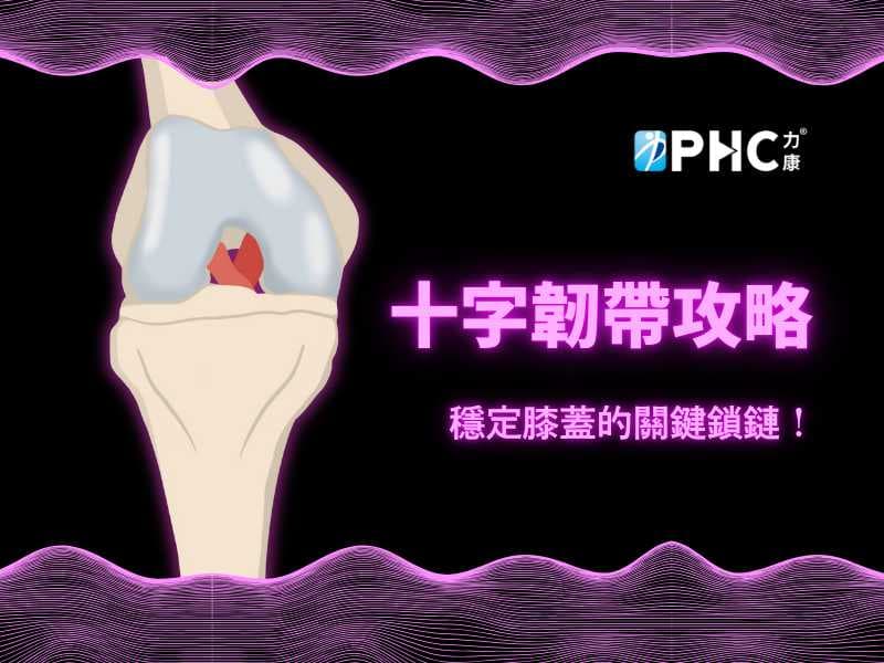 十字韌帶攻略-十字韌帶結構與功能